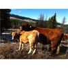 Image 5 : Rey Creek Ranch - 490# Heifer Calves - 120 Head (Mamit Lake, BC)