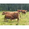 Image 5 : Mullen Land & Cattle Co. - 625# Steer Calves - 100 Head (Peers, AB)