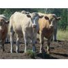 Image 2 : Ootsa Lake Cattle Co. - 850# Steers - 73 Head (Vanderhoof, BC)