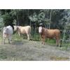 Image 3 : Ootsa Lake Cattle Co. - 850# Steers - 73 Head (Vanderhoof, BC)