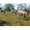 Image 4 : Ootsa Lake Cattle Co. - 850# Steers - 73 Head (Vanderhoof, BC)