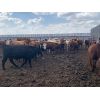 Image 3 : Crossview Farms Ltd. - 1025# Steers - 60 Head (Crossfield, AB)