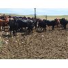 Image 2 : Y Bar Ranch Inc. - 800# Heifers - 60 Head (Maple Creek, SK)