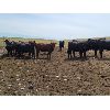 Image 3 : Y Bar Ranch Inc. - 800# Heifers - 60 Head (Maple Creek, SK)