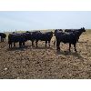 Image 4 : Y Bar Ranch Inc. - 800# Heifers - 60 Head (Maple Creek, SK)