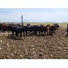 Image 6 : Y Bar Ranch Inc. - 800# Heifers - 60 Head (Maple Creek, SK)