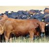 Image 5 : Rafter C Cattle Co. - 980# Heifers - 64 Head (Lafleche, SK)