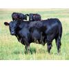Image 7 : Ray Torkelson - 1040# Steers - 175 Head (Millicent, AB)