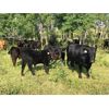 Image 2 : Usenik Ranching Ltd. - 850# Weaned Steer Calves - 72 Head (Paradise Hill, SK)