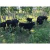 Image 4 : Usenik Ranching Ltd. - 850# Weaned Steer Calves - 72 Head (Paradise Hill, SK)