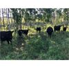 Image 5 : Usenik Ranching Ltd. - 850# Weaned Steer Calves - 72 Head (Paradise Hill, SK)