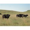 Image 3 : DJC Ranch - 1000# Steers - 61 Head (Rabbit Lake, SK)