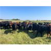 Image 2 : Hines Ranching Co. Ltd. - 900# Heifers - 140 Head (Marwayne, AB)