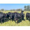 Image 4 : Hines Ranching Co. Ltd. - 900# Heifers - 140 Head (Marwayne, AB)