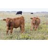 Image 2 : Wyatt Land & Cattle Ltd. - 625# Steer Calves - 80 Head (Kisbey, SK)