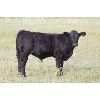 Image 5 : Wyatt Land & Cattle Ltd. - 625# Steer Calves - 80 Head (Kisbey, SK)