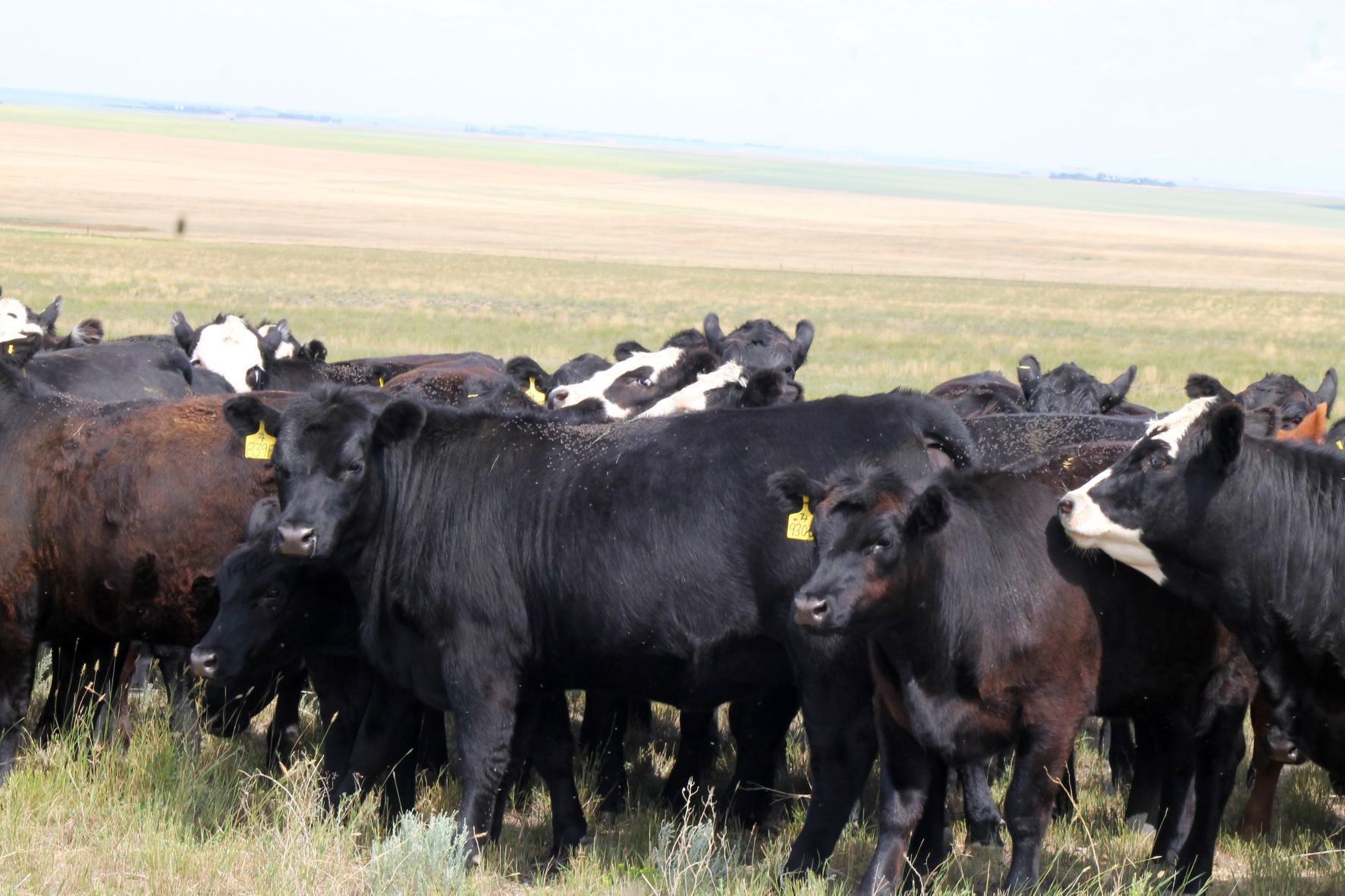 Windy Ridge Ranch - 850# Heifers - 95 Head (Elrose, SK) - Team Auction ...