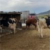 Image 1 : Idaho Dairies/Ranches - 46 Cows (Burley, ID)