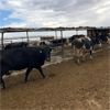 Image 2 : Idaho Dairies/Ranches - 46 Cows (Burley, ID)