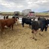 Image 3 : Idaho Dairies/Ranches - 46 Cows (Burley, ID)