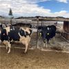 Image 4 : Idaho Dairies/Ranches - 46 Cows (Burley, ID)