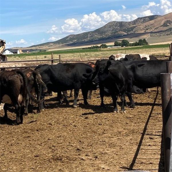 Idaho Dairies/Ranches - 64 Cows (Burley, ID)