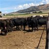 Image 1 : Idaho Dairies/Ranches - 64 Cows (Burley, ID)