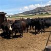 Image 4 : Idaho Dairies/Ranches - 64 Cows (Burley, ID)