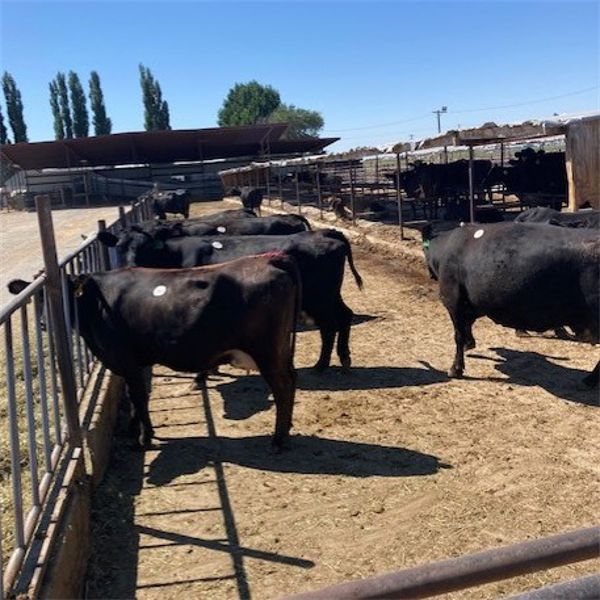 Idaho Dairies/Ranches - 101 Cows (Burley, ID)