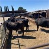 Image 1 : Idaho Dairies/Ranches - 101 Cows (Burley, ID)