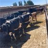 Image 3 : Idaho Dairies/Ranches - 101 Cows (Burley, ID)