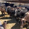 Image 5 : Idaho Dairies/Ranches - 101 Cows (Burley, ID)