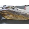 Image 2 : Large Gator Head