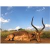 Image 2 : PHASA - North West Buffalo Cow Hunt,  for 2 Hunters