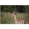 Image 3 : PHASA - Limpopo Plainsgame hunt for 1 hunter