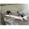 Image 7 : 2 Days Sturgeon Fishing on the Fraser River (2023 or 2024)