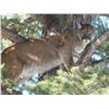 Image 3 : 6-Day 2022 Cougar Hunt