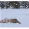 Image 4 : 6-Day 2022 Cougar Hunt