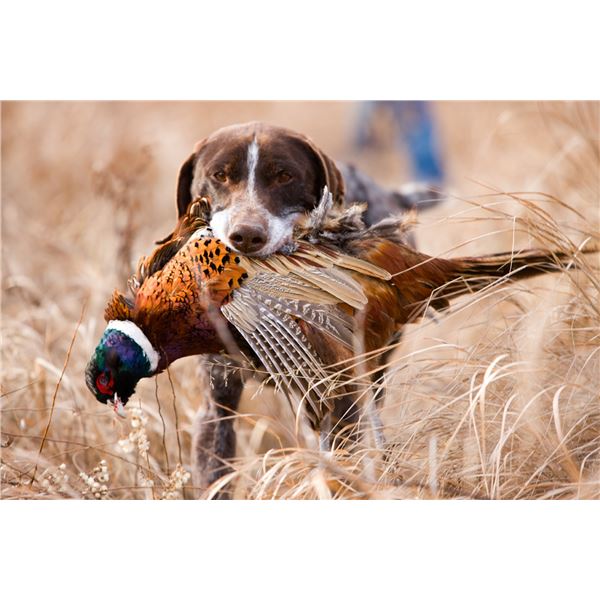 North Dakota Pheasant Hunt for 2 Hunters