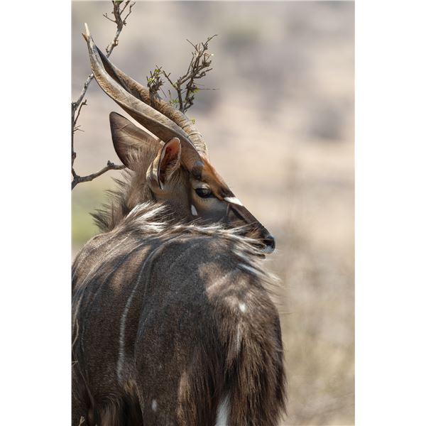 5-Day Safari for 2 Nyala for 2 Hunters