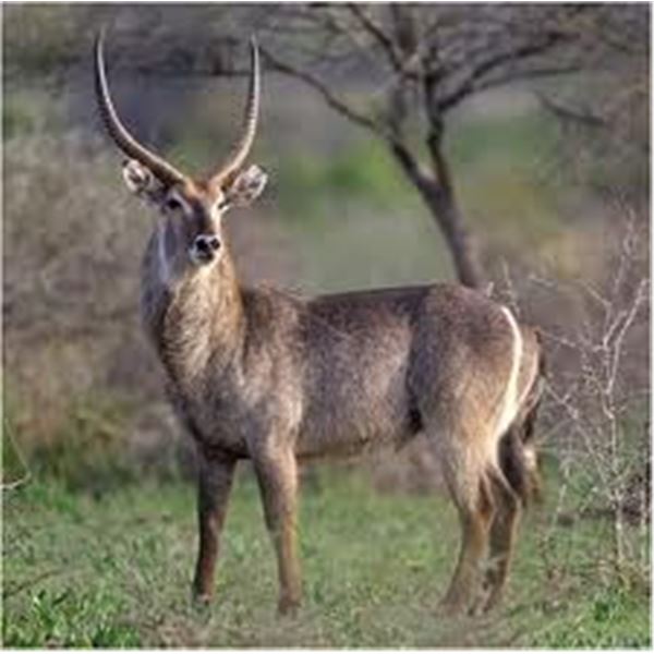 7-Day S.A. Plains Game Safari for 4