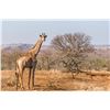Image 1 : 7-Day S.A. Safari for 2 Giraffe for 2 Hunters