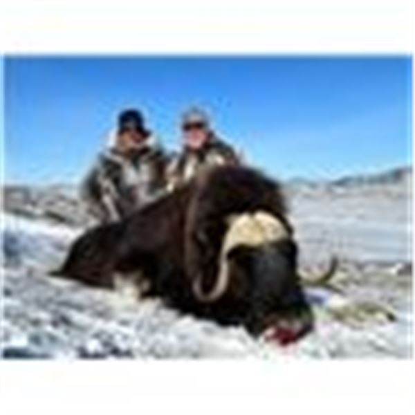 Greenland - Musk Ox or Caribou Hunt  1 Hunter