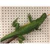 Image 2 : "Hotstock" Ep. 213 (season 2) large lizard skewered on a stick (From the superhero show)