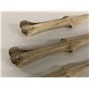 Image 2 : 4 Bone daggers (rubber Props) ep. 509 (From the superhero show)
