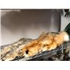 Image 1 : 3 Animal hides - 2 red foxes & 1 badger (From the horror drama show)