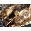Image 2 : 3 Raccoon hides (From the horror drama show)