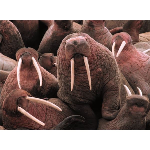 5-Day Canadian Walrus Hunt for One Hunter   Canadian High Arctic Adventures