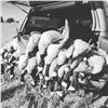 Image 1 : Guided Michigan Goose Hunt  for 4   Hilde Hunting Service