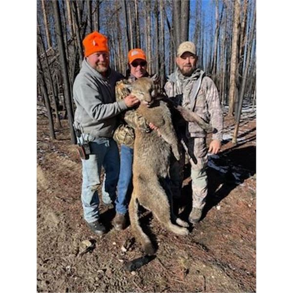Mountain Lion Hunt  Milliron T.J. Outfitting Inc.